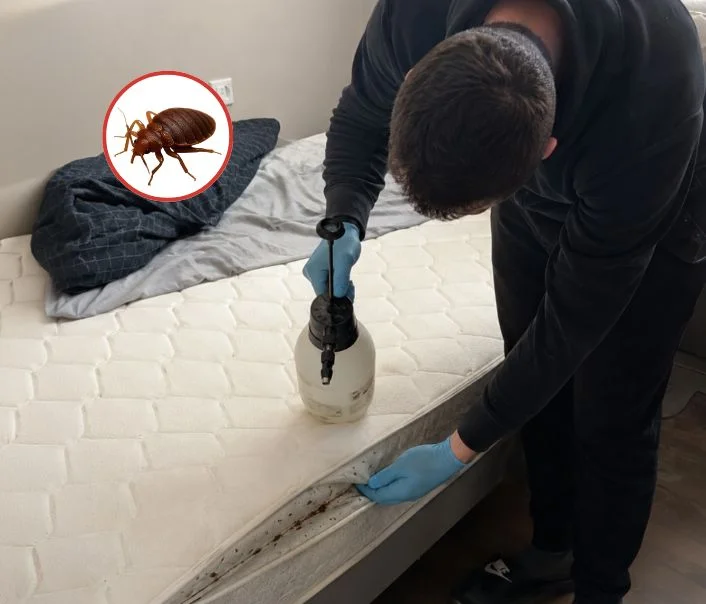 Technicien traitant un matelas contre les punaises de lit à Villiers-sur-Morin